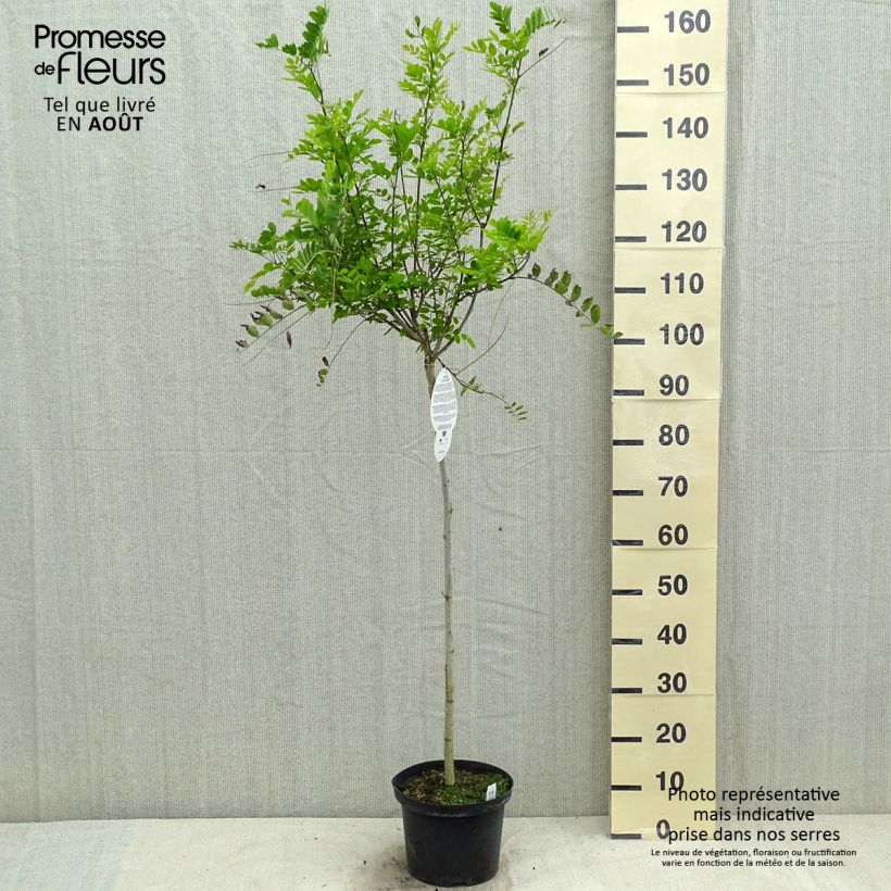 Esemplare di Robinia pseudoacacia Umbraculifera - Robinia Vaso da 4L/5L, Vaso impalcato medio consegnato in estate