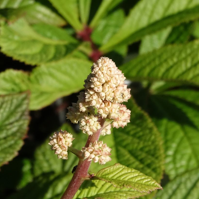 Rodgersia aesculifolia var. henrici (Fioritura)