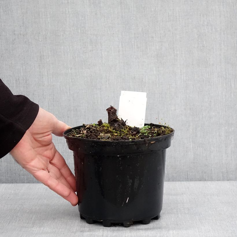 Rodgersia pinnata Chocolate Wings Pot de 2L/3L esemplare consegnato in inverno
