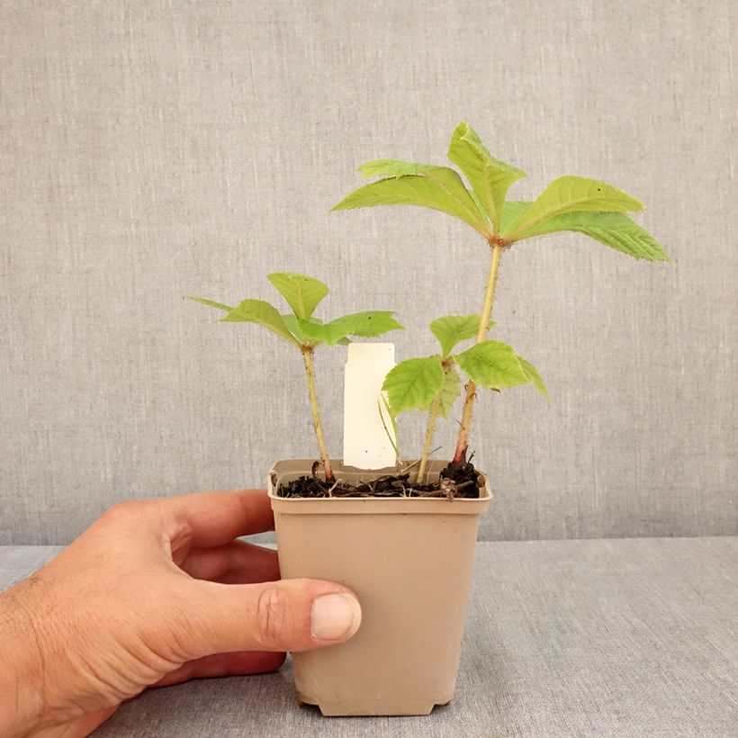 Esemplare di Rodgersia pinnata Elegans Vasetto da 8/9 cm consegnato in estate