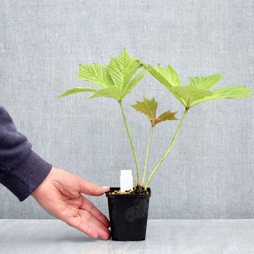 Rodgersia podophylla Vasetto da 8/9 cm esemplare consegnato in primavera