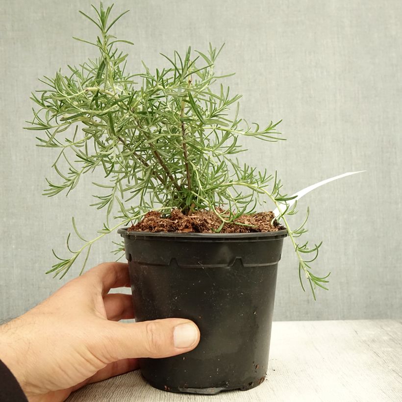 Esemplare di Romarin couvre-sol -  Rosmarinus officinalis Pointe du Raz Pot de 1,5L/2L come consegnato in autunno