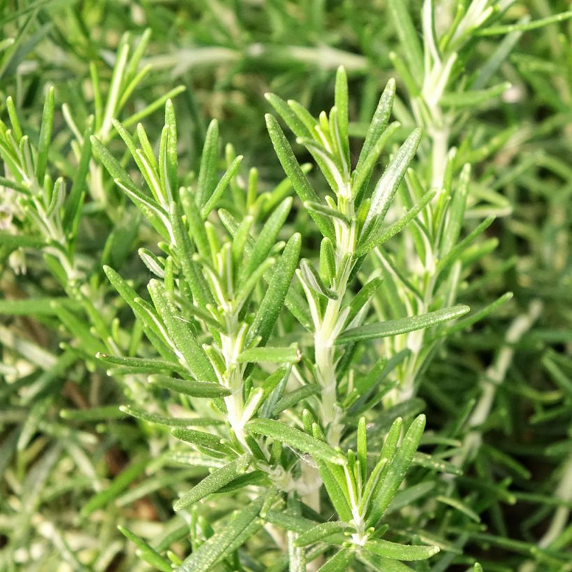 Rosmarinus officinalis Bio (piante) - Rosmarino (Fogliame)