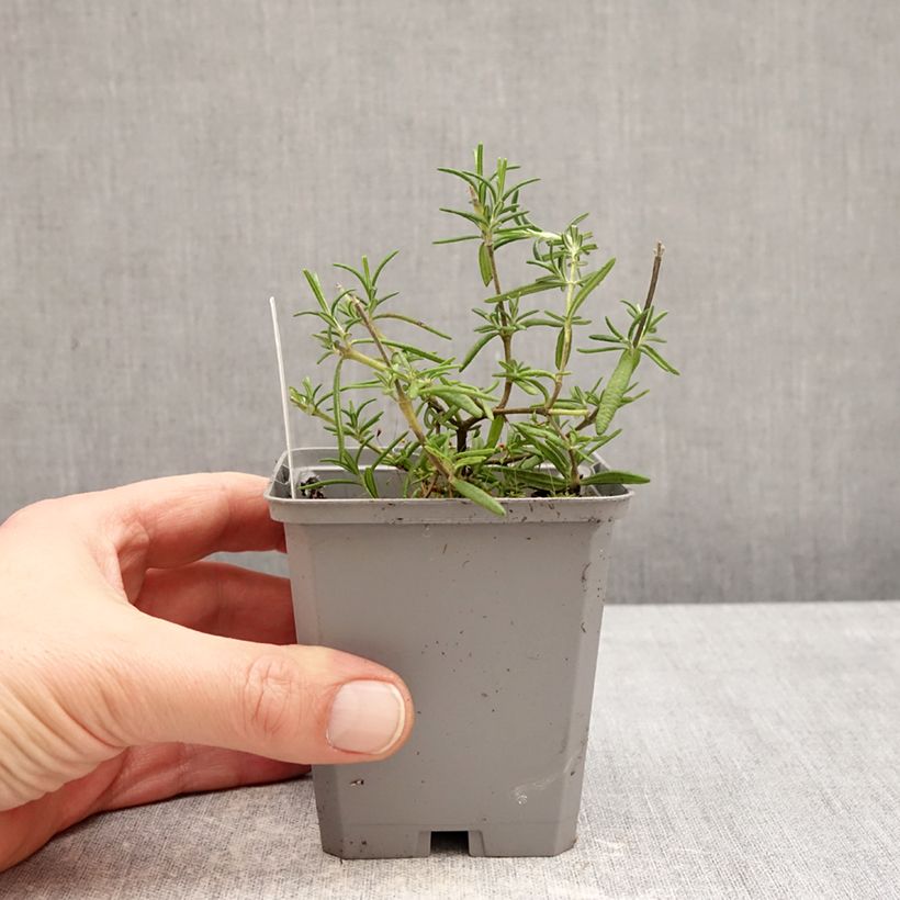 Salvia rosmarinus 'Capri' - Rosmarino Vasetto da 8/9 cm esemplare consegnato in inverno