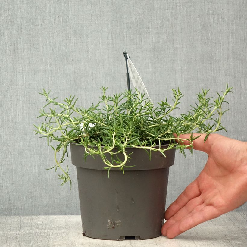 Salvia rosmarinus 'Capri' - Rosmarino Vaso da 2L/3L esemplare consegnato in primavera