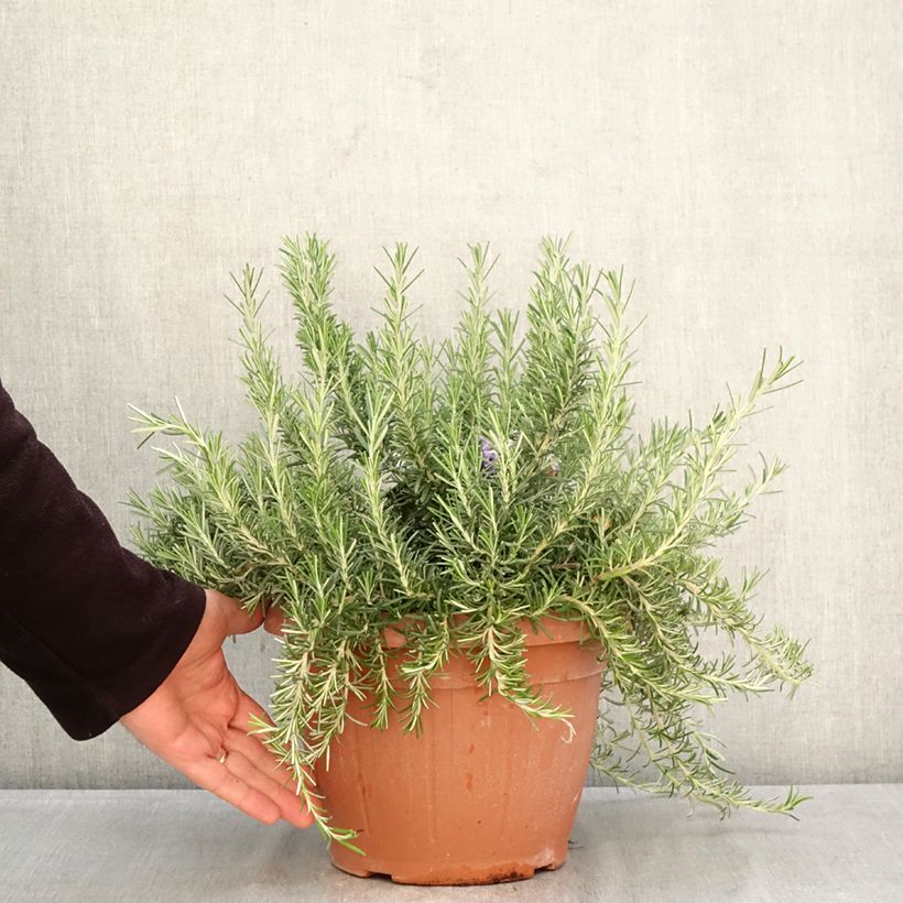 Rosmarinus officinalis Prostratus - Rosmarino Vaso da 4L/5L esemplare consegnato in primavera