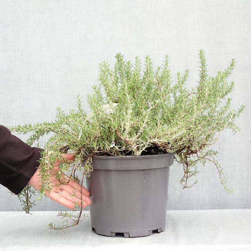 Esemplare di Rosmarinus officinalis Prostratus - Rosmarino Vaso da 3L/4L come consegnato in autunno
