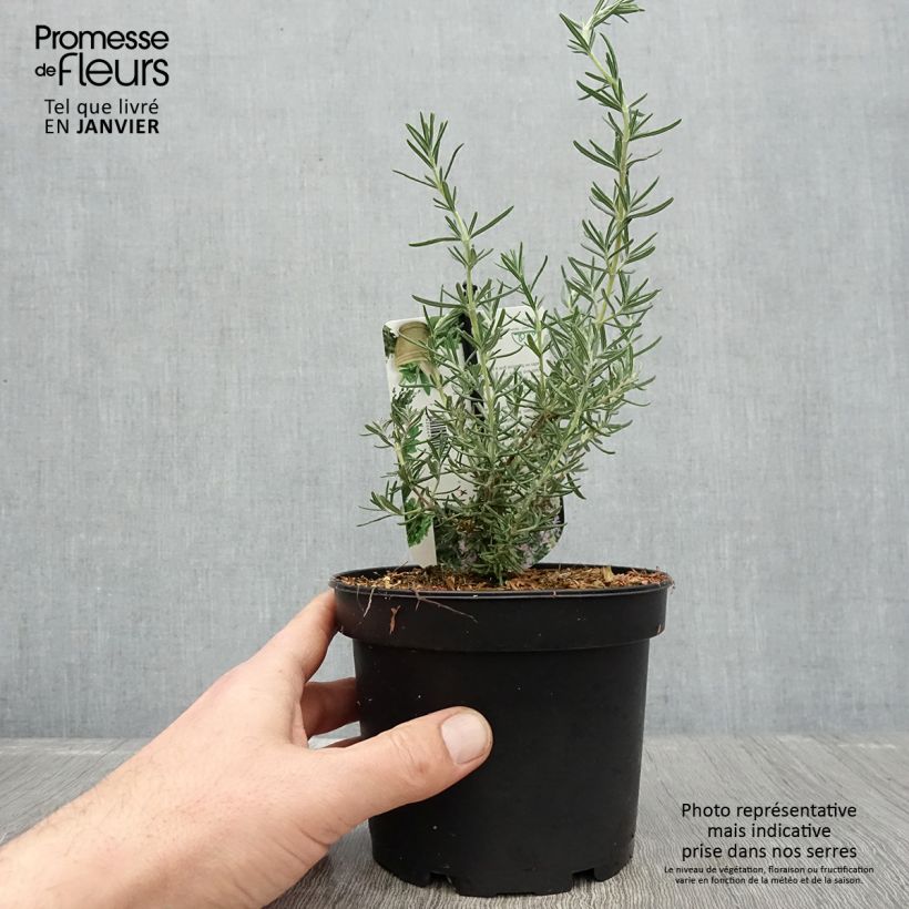 Romarin - Rosmarinus officinalis Majorca Pink  Pot de 1,5L/2L esemplare consegnato in inverno