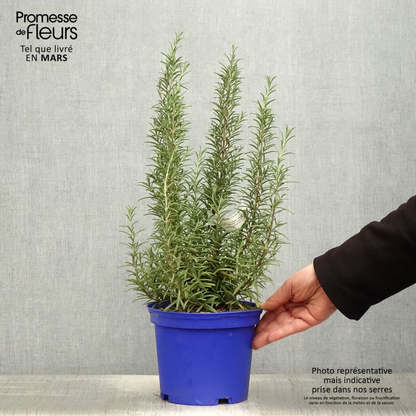 Example of Rosmarinus officinalis Tuscan Blue - Rosmarino Vaso da 3L/4L as you get in printemps