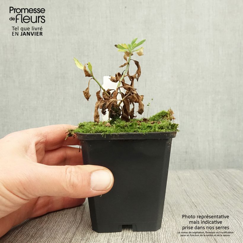 Example of Romneya coulteri Vasetto da 8/9 cm as you get in hiver