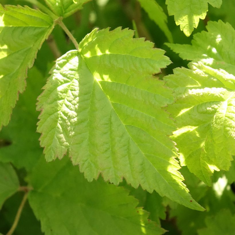 Rovo bluastro - Rubus caesius (Fogliame)