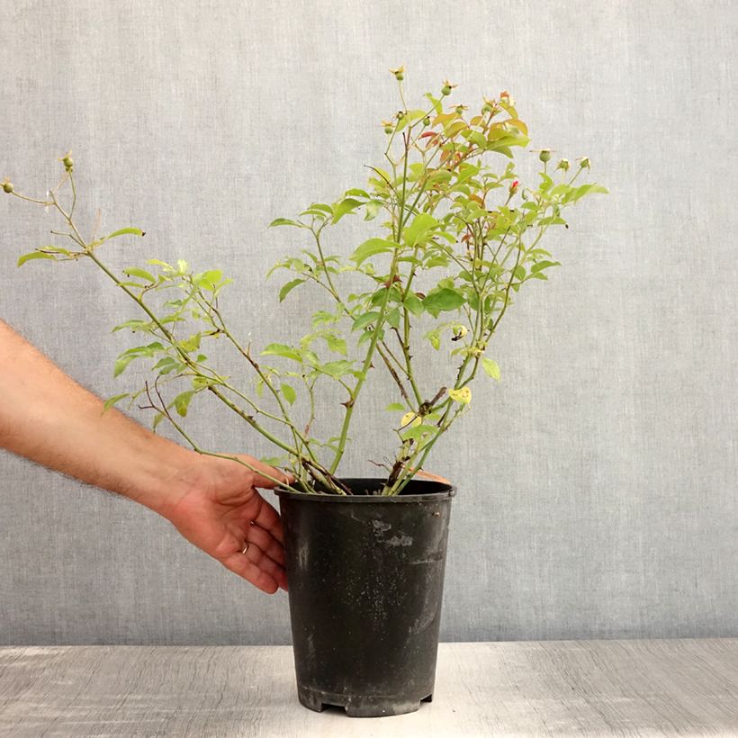 Esemplare di Rosa polyantha Louis Blériot Vaso da 4L/5L consegnato in estate