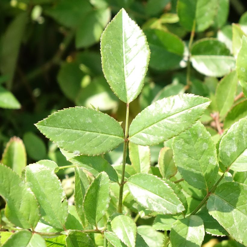 Rosa polyantha Louis Blériot (Foliage)