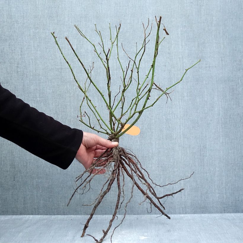 Example of Rosa polyantha Louis Blériot Piante piccole a radice nuda as you get in hiver