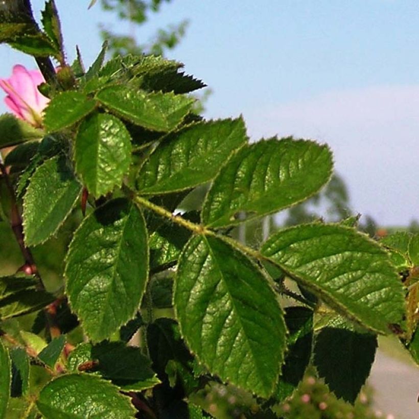 Rosa rubiginosa - Rosa balsamina (Foliage)