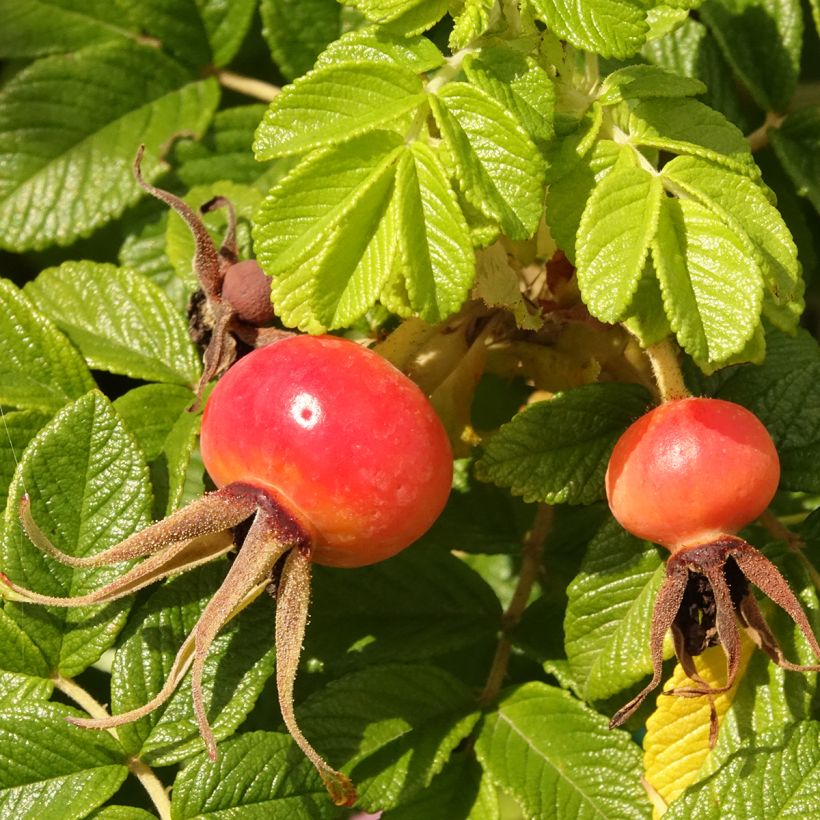 Rosa rugosa Angelia Pink (Raccolta)