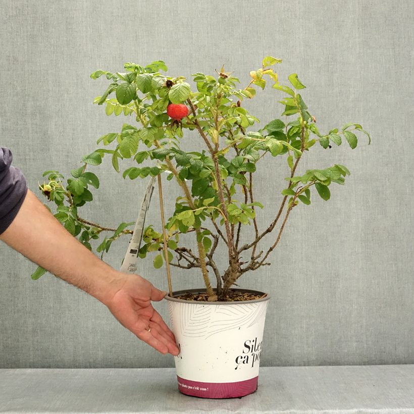 Esemplare di Rosa rugosa Angelia Pink Vaso da 4L/5L consegnato in estate