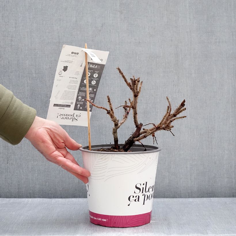 Example of Rosa rugosa Angelia Pink Vaso da 4L/5L as you get in hiver