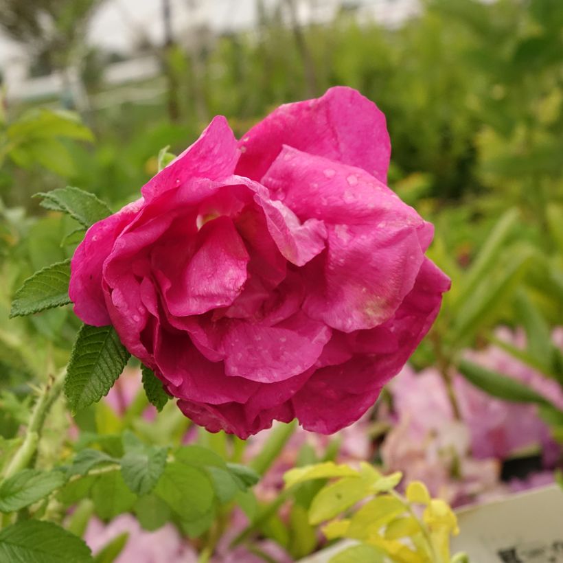 Rosa rugosa Angelia Purple (Fioritura)
