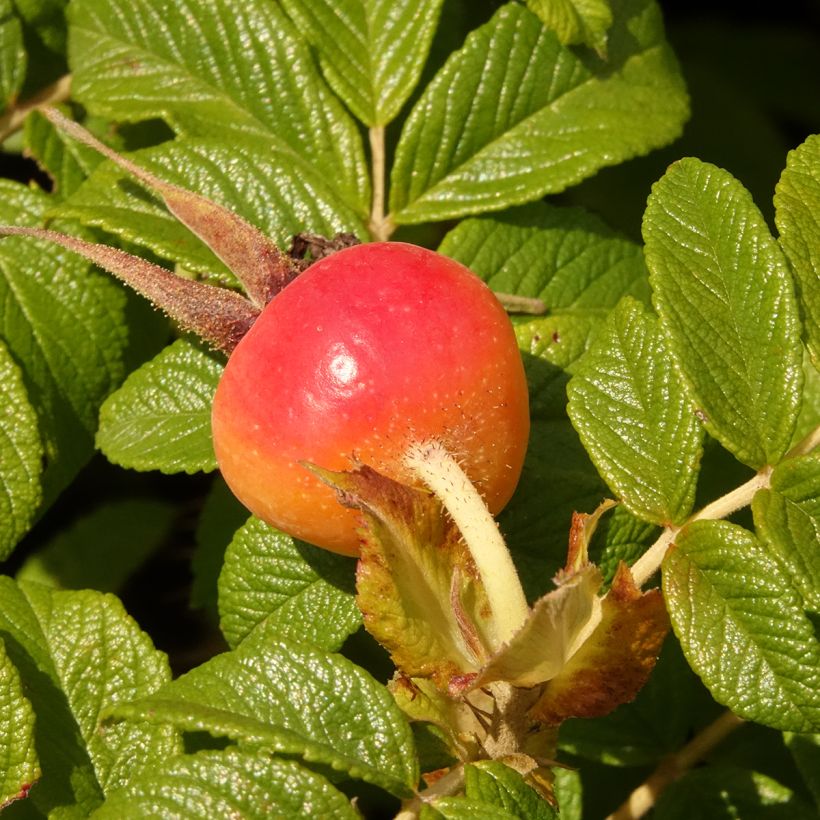 Rosa rugosa Angelia Purple (Raccolta)