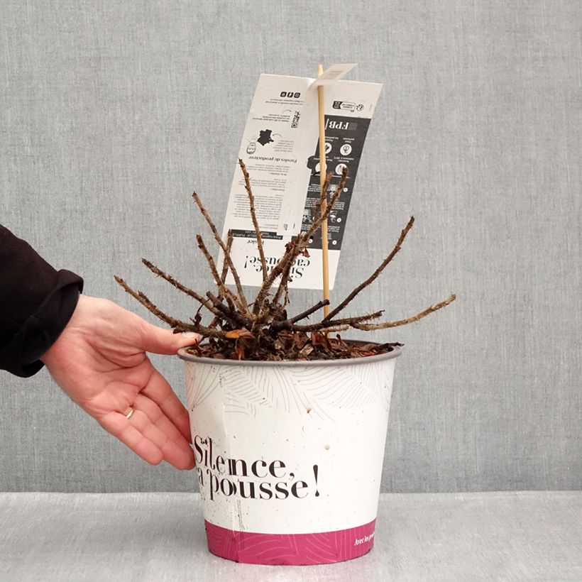 Esemplare di Rosa rugosa Angelia Purple Vaso da 4L/5L come consegnato in autunno