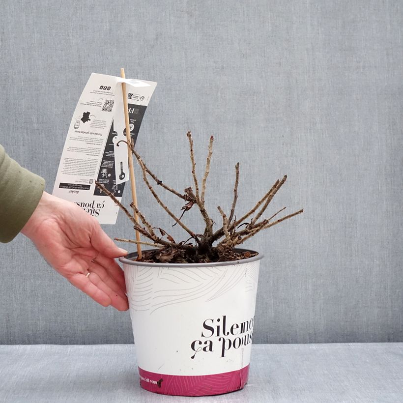 Example of Rosa rugosa Angelia Purple Vaso da 4L/5L as you get in hiver