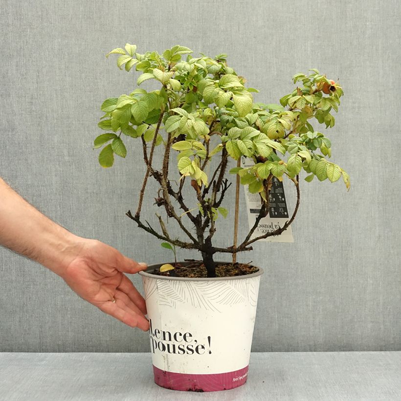 Esemplare di Rosa rugosa Angelia White Vaso da 4L/5L consegnato in estate