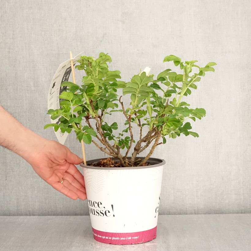 Rosa rugosa Angelia White Vaso da 4L/5L esemplare consegnato in primavera