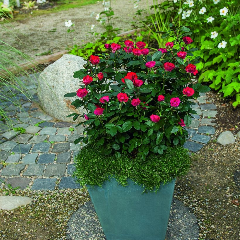 Rosa tappezzante Zepeti Meibenbino (Porto)
