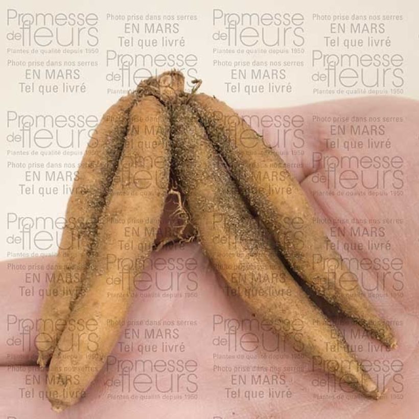 Esempio di esemplare Roscoea beesiana Alba Bulbo taglia I come consegnato