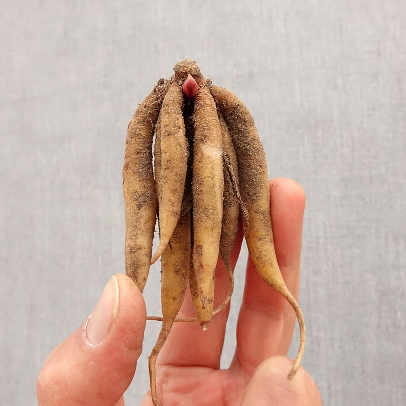 Roscoea beesiana Bulbo taglia I esemplare consegnato in primavera