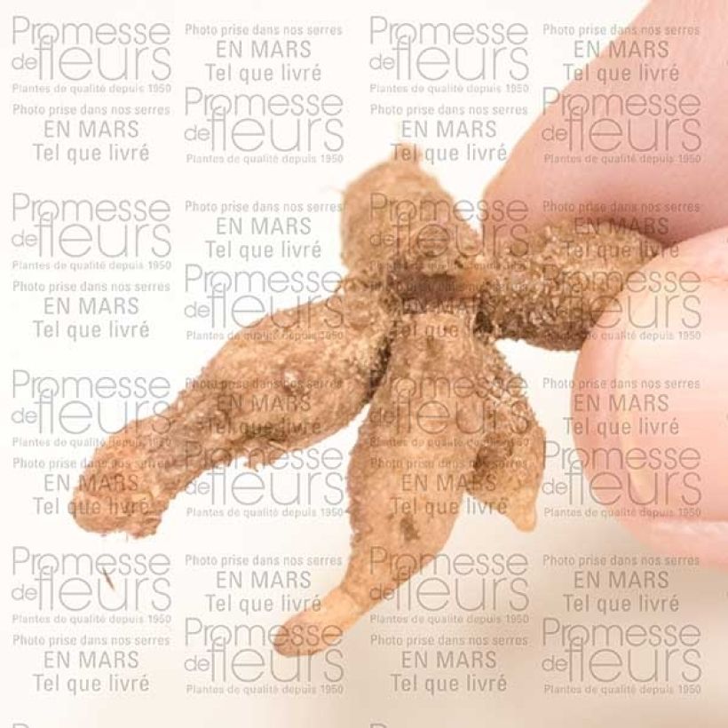 Esempio di esemplare Roscoea cautleyoides Bulbo taglia I come consegnato