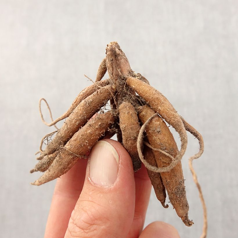 Roscoea purpurea Bulbo taglia I esemplare consegnato in primavera