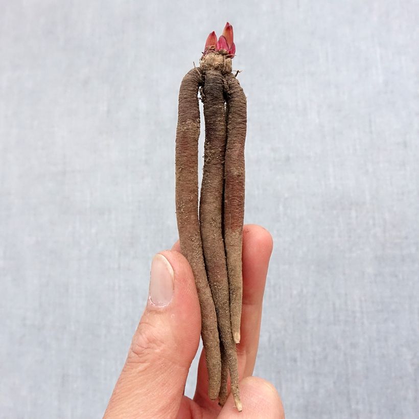 Roscoea purpurea Spice Island Bulbo taglia I esemplare consegnato in primavera