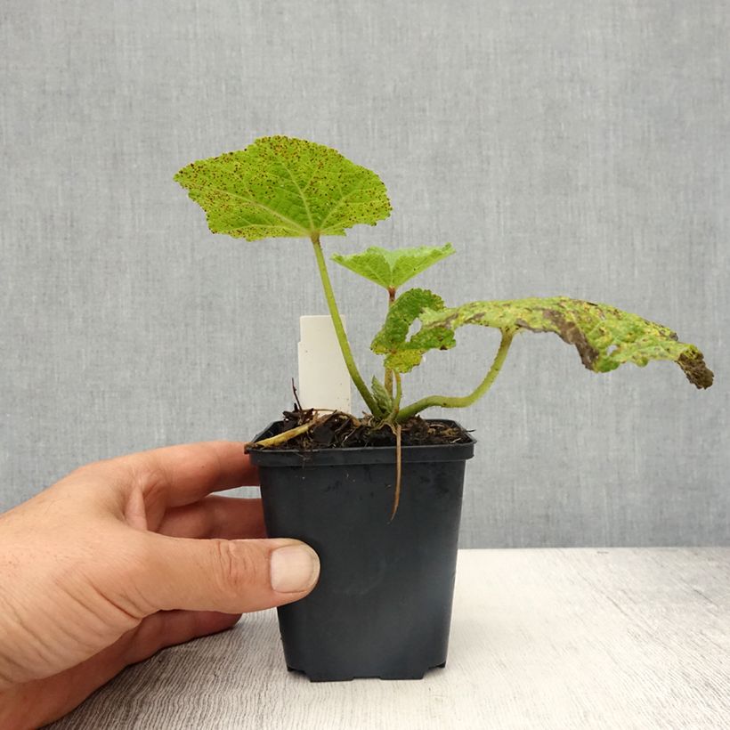 Alcea rosea Chater's Double pourpre - Malvarosa Vasetto da 8/9 cm esemplare consegnato in primavera