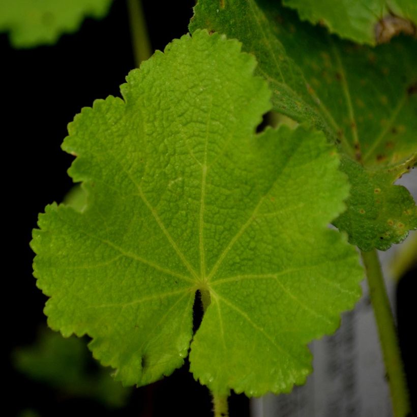 Alcea rosea Chatter's Red - Malvarosa (Foliage)