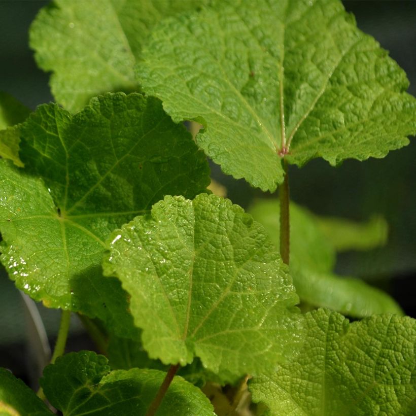 Alcea rosea Nigra - Malvarosa (Foliage)