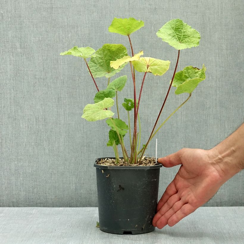 Esemplare di Alcea rosea Nigra - Malvarosa Vaso da 2L/3L consegnato in estate