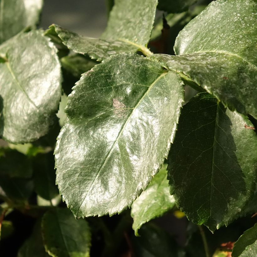 Rosa polyantha Abracadabra (Foliage)