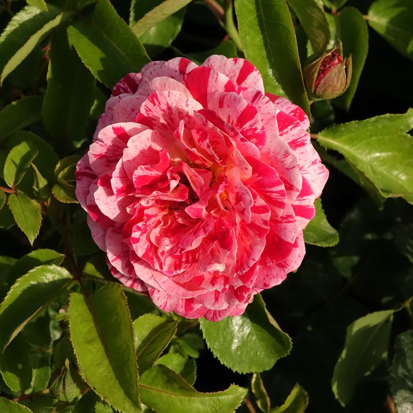 Rosa polyantha Abracadabra (Flowering)