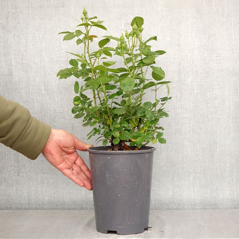 Rosa floribunda Absolutely Fabulous - Rosa a fiori raggruppati Vaso da 4L/5L esemplare consegnato in primavera