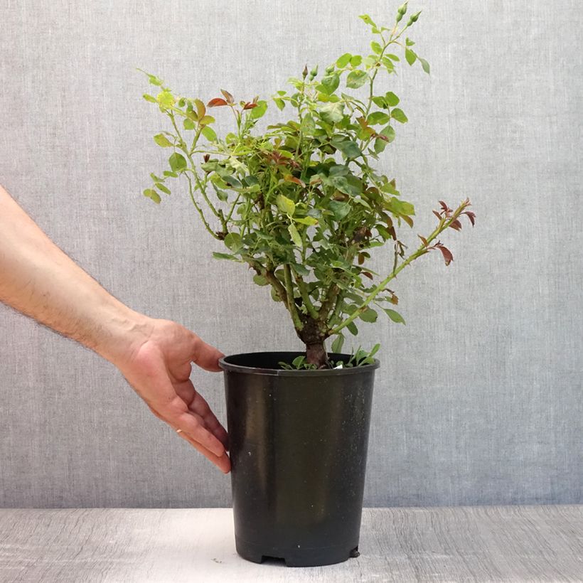 Esemplare di Rosa polyantha Alain Vaso da 4L/5L consegnato in estate