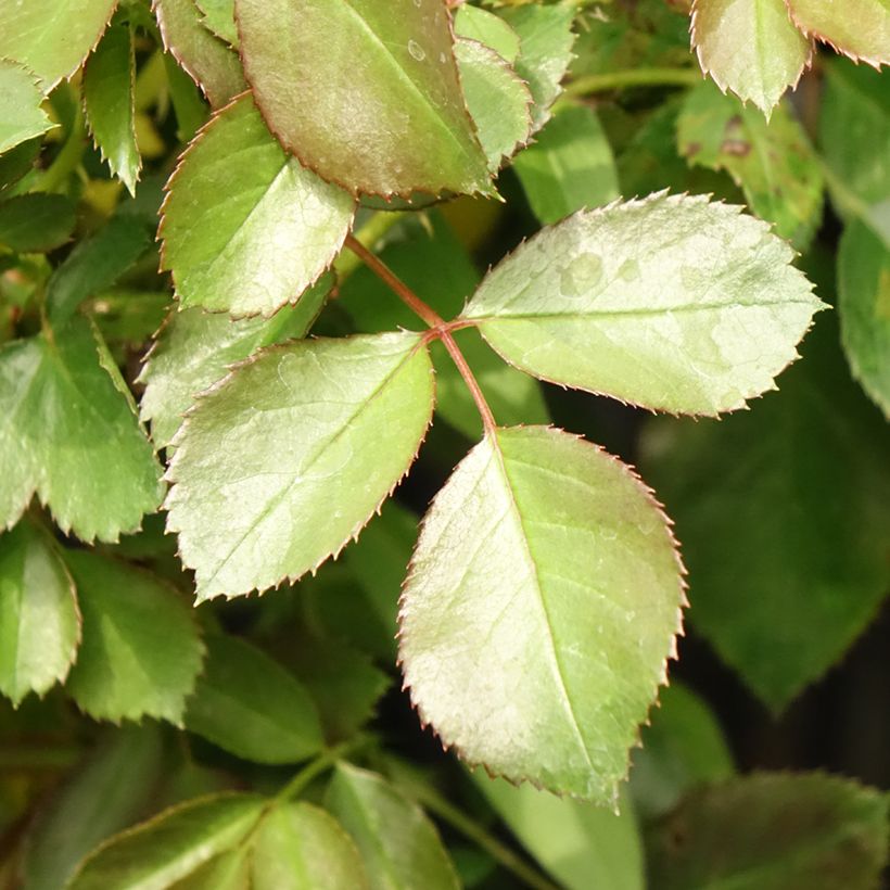 Rosa polyantha Alain (Foliage)
