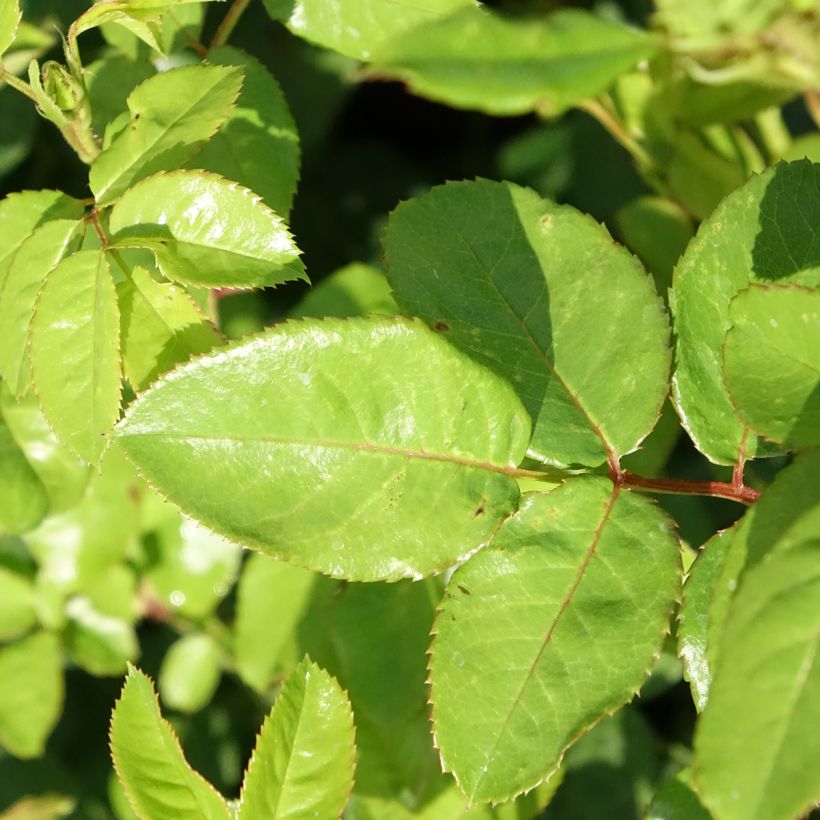 Rosa polyantha Anny Duperey (Foliage)