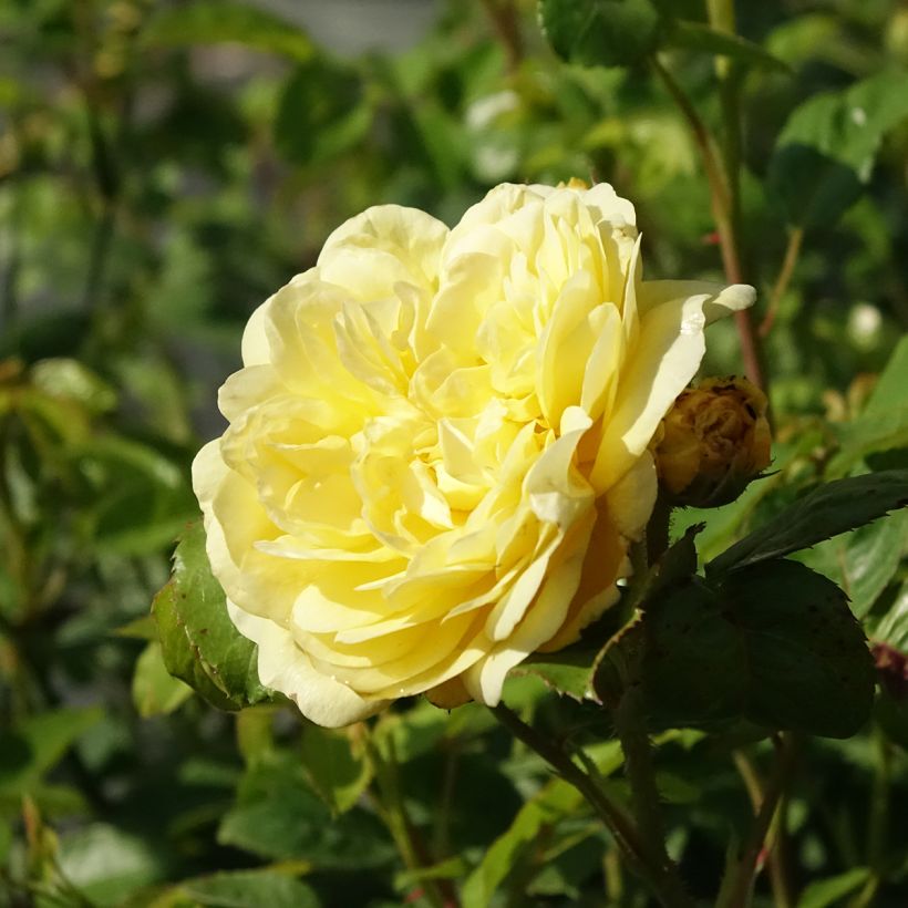 Rosa polyantha Anny Duperey (Flowering)