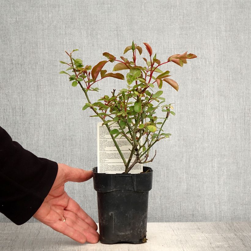 Example of Rosa polyantha Astronomia Meillandécor Vaso da Ø 10 cm/11 cm as you get in printemps