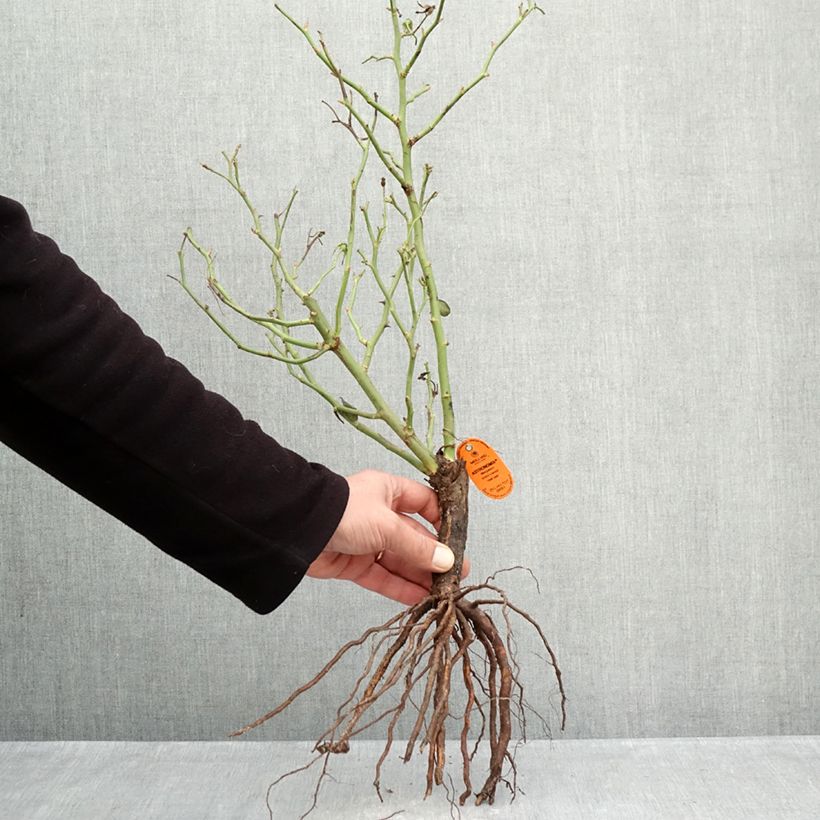 Example of Rosa polyantha Astronomia Meillandécor Piante piccole a radice nuda as you get in hiver