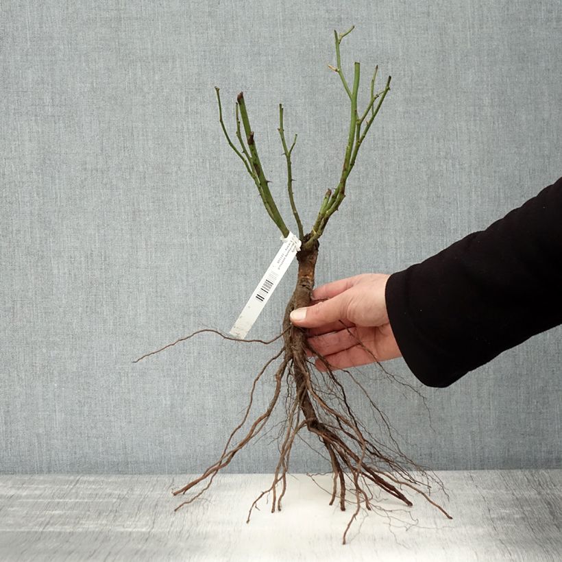 Example of Rosa moderno Bentheimer Gold Piante piccole a radice nuda as you get in hiver