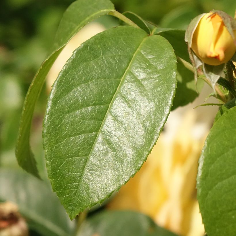 Rosa polyantha Bernstein Rose Taneitber (Fogliame)