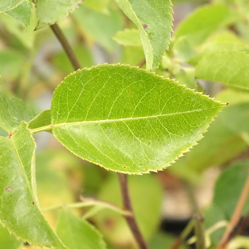 Rosa Floribunda Bluebell (Foliage)